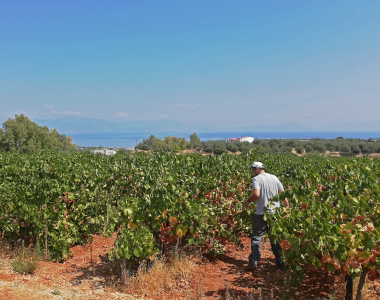 AGENSO partners visited the Olivearts experimental vineyard field